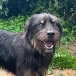 Mischling Mamisita, 05/2024, ca. 52 cm