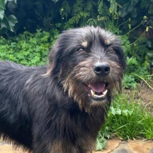 Mischling Mamisita, 05/2024, ca. 52 cm