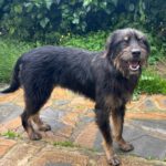 Mischling Mamisita, 05/2024, ca. 52 cm