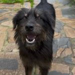 Mischling Mamisita, 05/2024, ca. 52 cm