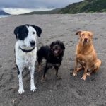 Mischling Mamisita, 05/2024, ca. 52 cm