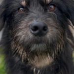 Mischling Mamisita, 05/2024, ca. 52 cm