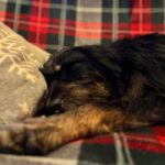 Mischling Mamisita, 05/2024, ca. 52 cm