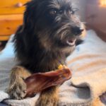 Mischling Mamisita, 05/2024, ca. 52 cm