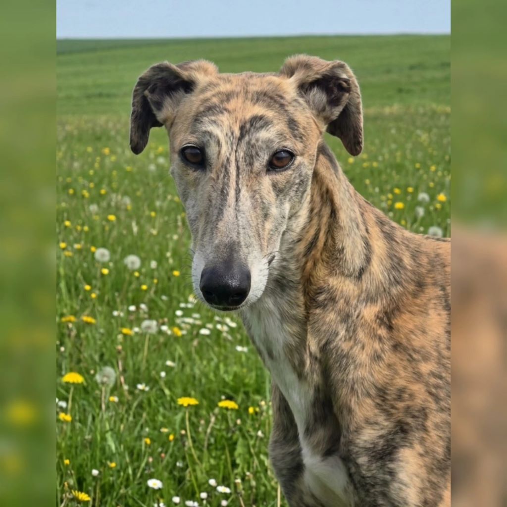 Galgo Manuela, 10/2023, ca. 60- 65 cm