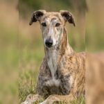 Galgo Manuela, 10/2023, ca. 60- 65 cm