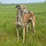 Galgo Manuela, 10/2023, ca. 60- 65 cm