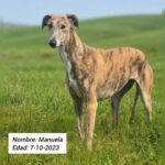 Galgo Manuela, 10/2023, ca. 60- 65 cm