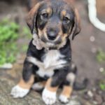 Mischling Marty, 12/2025, Endgröße ca. 50 cm