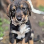 Mischling Marty, 12/2025, Endgröße ca. 50 cm