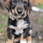 Mischling Marty, 12/2025, Endgröße ca. 50 cm