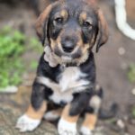 Mischling Marty, 12/2025, Endgröße ca. 50 cm