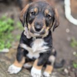 Mischling Marty, 12/2025, Endgröße ca. 50 cm