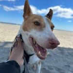 Podenco Maruchi, 06/2017, ca. 45 cm