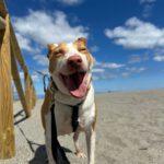 Podenco Maruchi, 06/2017, ca. 45 cm