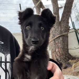 Border Collie Mischling Maya, 12/2025, Endgröße ca. 50 cm