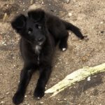 Border Collie Mischling Maya, 12/2025, Endgröße ca. 50 cm