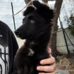 Border Collie Mischling Maya, 12/2025, Endgröße ca. 50 cm