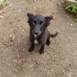 Border Collie Mischling Maya, 12/2025, Endgröße ca. 50 cm