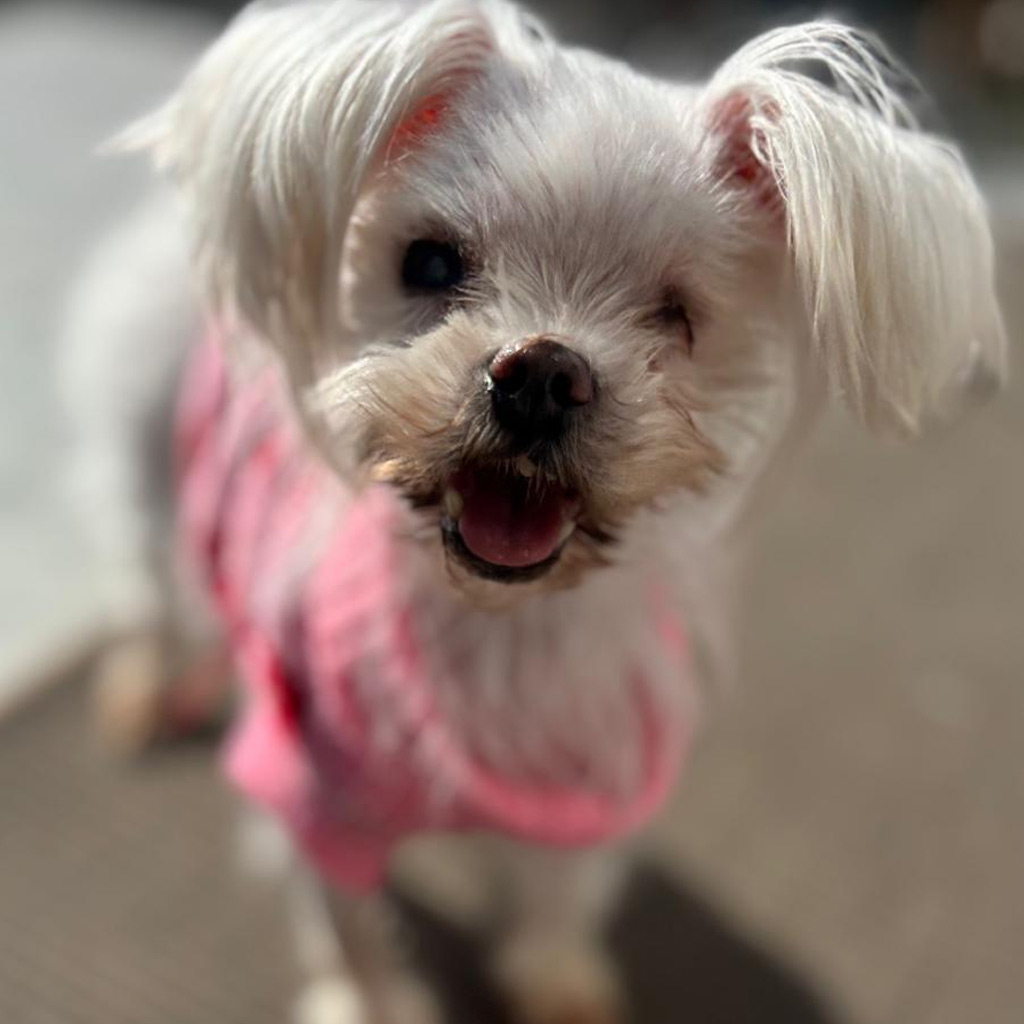 Medizintopf Lucerita