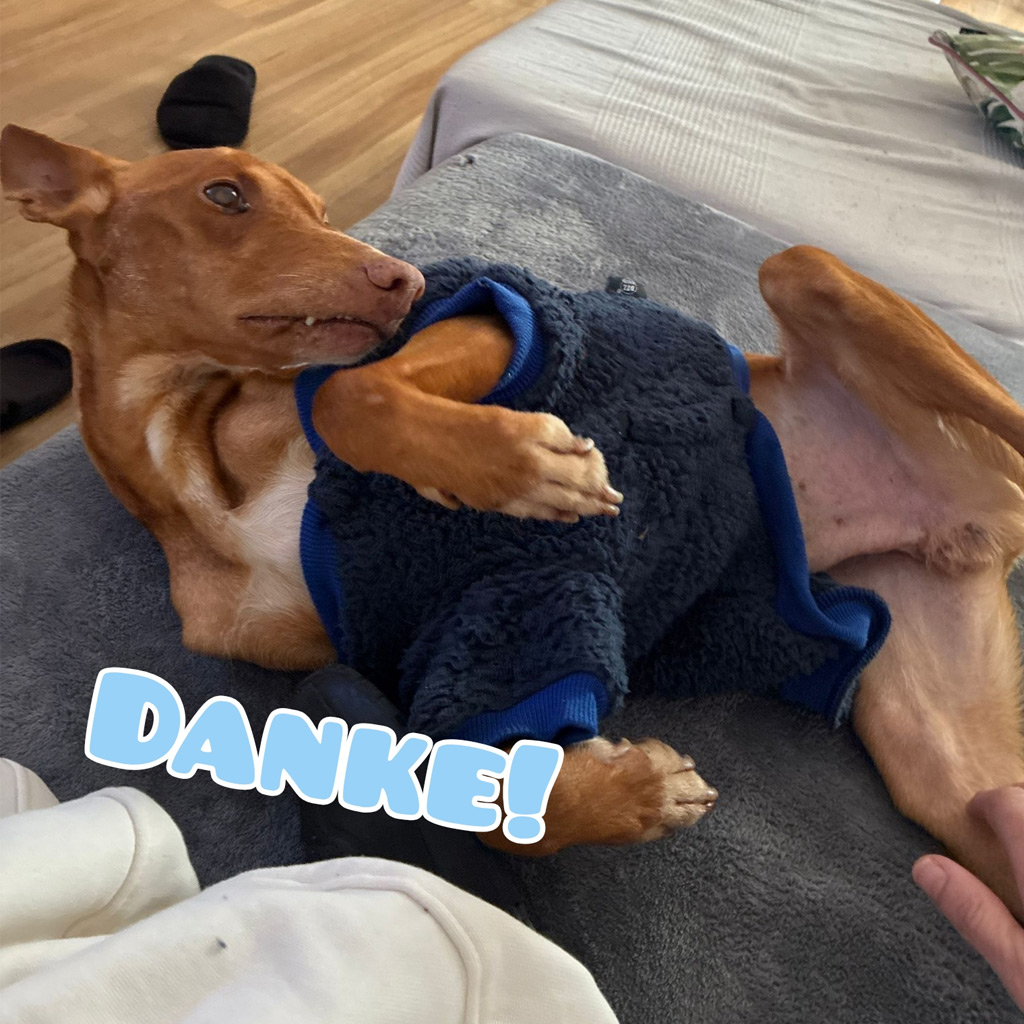 Medizintopf Podenco Panete, 11/2018, ca. 45 cm