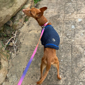 Medizintopf Podenco Panete, 11/2018, ca. 45 cm