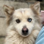 Pomsky Melania, 06/2021, ca. 40 cm