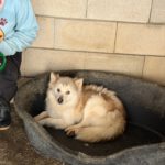 Pomsky Melania, 06/2021, ca. 40 cm