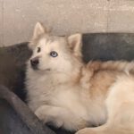 Pomsky Melania, 06/2021, ca. 40 cm