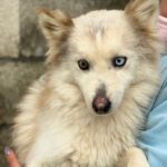 Pomsky Melania, 06/2021, ca. 40 cm