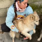 Pomsky Melania, 06/2021, ca. 40 cm