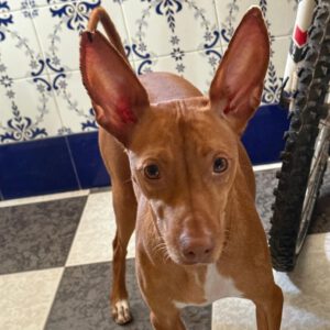 Podenco Mia, 11/2023, ca. 40 cm
