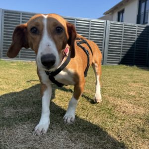 Mischling Micaela, 02/2024, ca. 35 cm, 16515 Oranienburg