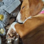 Mischling Micaela, 02/2024, ca. 35 cm, 16515 Oranienburg