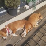 Mischling Micaela, 02/2024, ca. 35 cm, 16515 Oranienburg