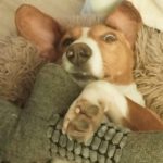 Mischling Micaela, 02/2024, ca. 35 cm, 16515 Oranienburg