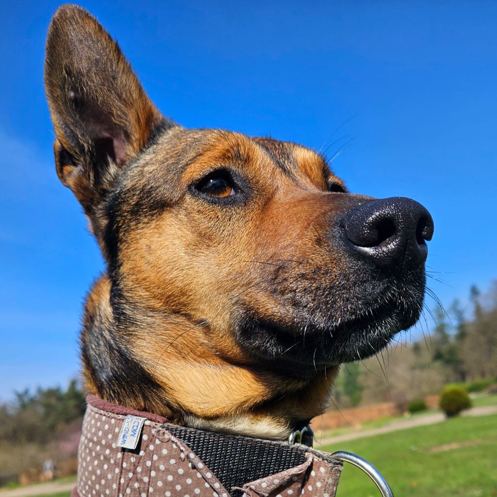 Mischling Mika, 11/2021, ca. 43 cm, 22763 Hamburg