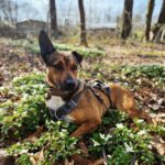 Mischling Mika, 11/2021, ca. 43 cm, 22763 Hamburg