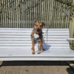 Mischling Mika, 11/2021, ca. 43 cm, 22763 Hamburg