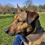 Mischling Mika, 11/2021, ca. 43 cm, 22763 Hamburg