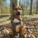 Mischling Mika, 11/2021, ca. 43 cm, 22763 Hamburg