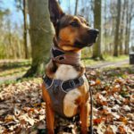 Mischling Mika, 11/2021, ca. 43 cm, 22763 Hamburg