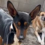 Mischling Miko, 05/2023, ca. 40 cm