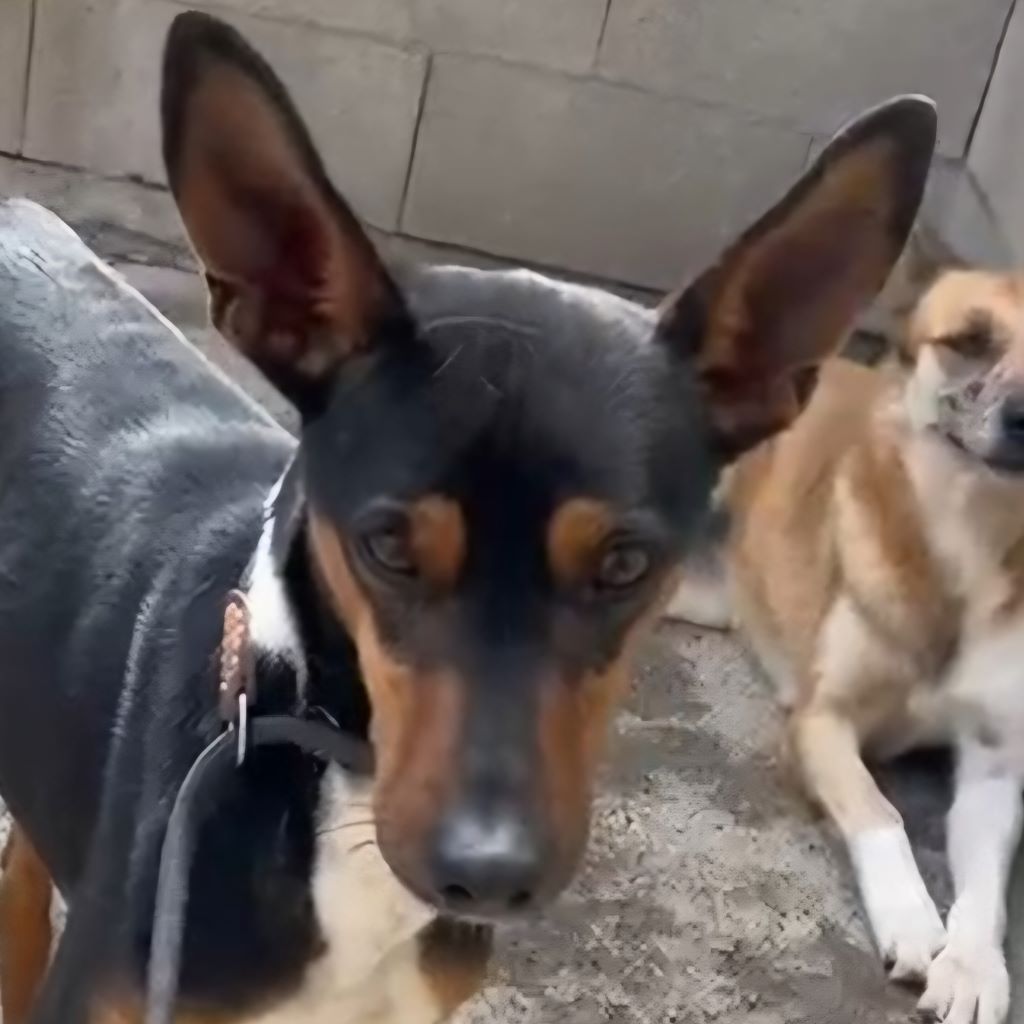 Mischling Miko, 05/2023, ca. 40 cm