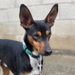 Mischling Miko, 05/2023, ca. 40 cm