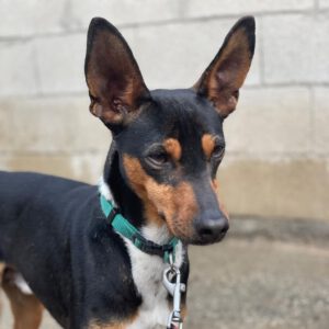 Mischling Miko, 05/2023, ca. 40 cm