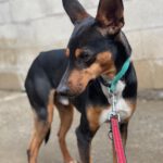 Mischling Miko, 05/2023, ca. 40 cm