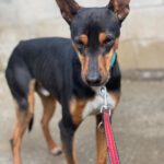 Mischling Miko, 05/2023, ca. 40 cm