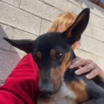 Mischling Miko, 05/2023, ca. 40 cm