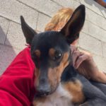 Mischling Miko, 05/2023, ca. 40 cm